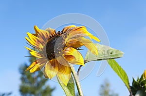   Flower of sunflower in the dew on a photo